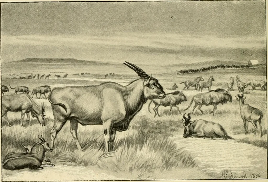 An illustration from The encyclopaedia of sport, 1897, leaf 114