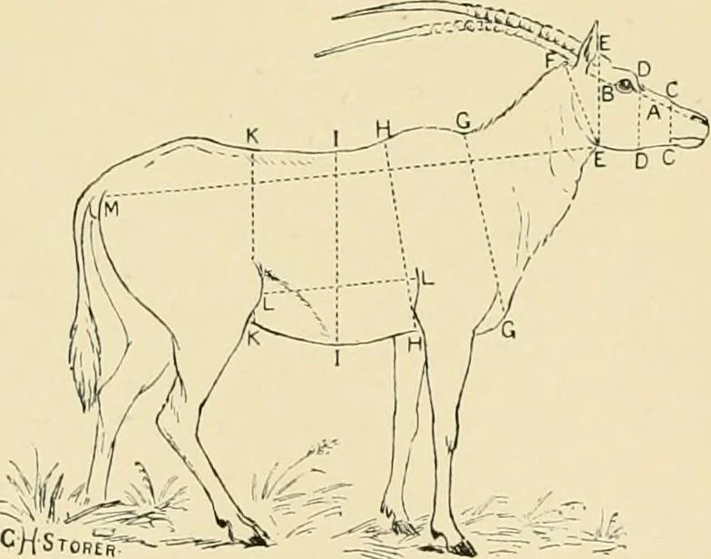 An illustration from The encyclopaedia of sport, 1897, leaf 120
