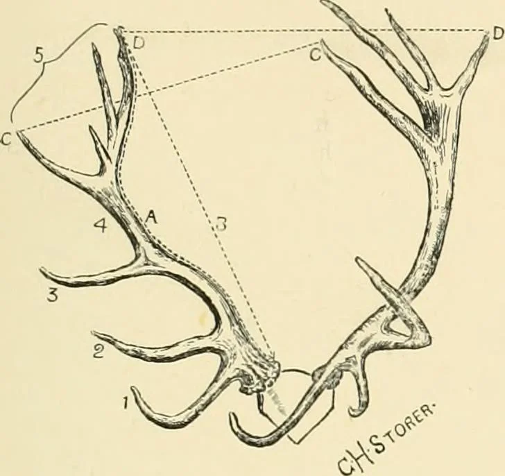 An illustration from The encyclopaedia of sport, 1897, leaf 121
