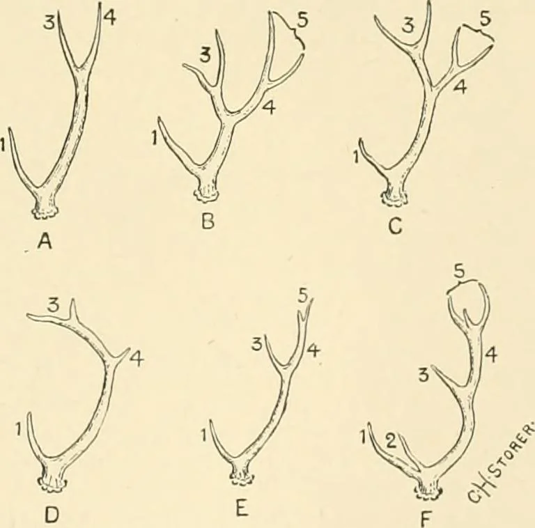 An illustration from The encyclopaedia of sport, 1897, leaf 121