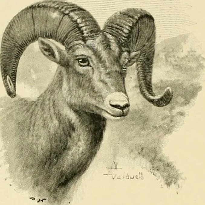 An illustration from The encyclopaedia of sport, 1897, leaf 134
