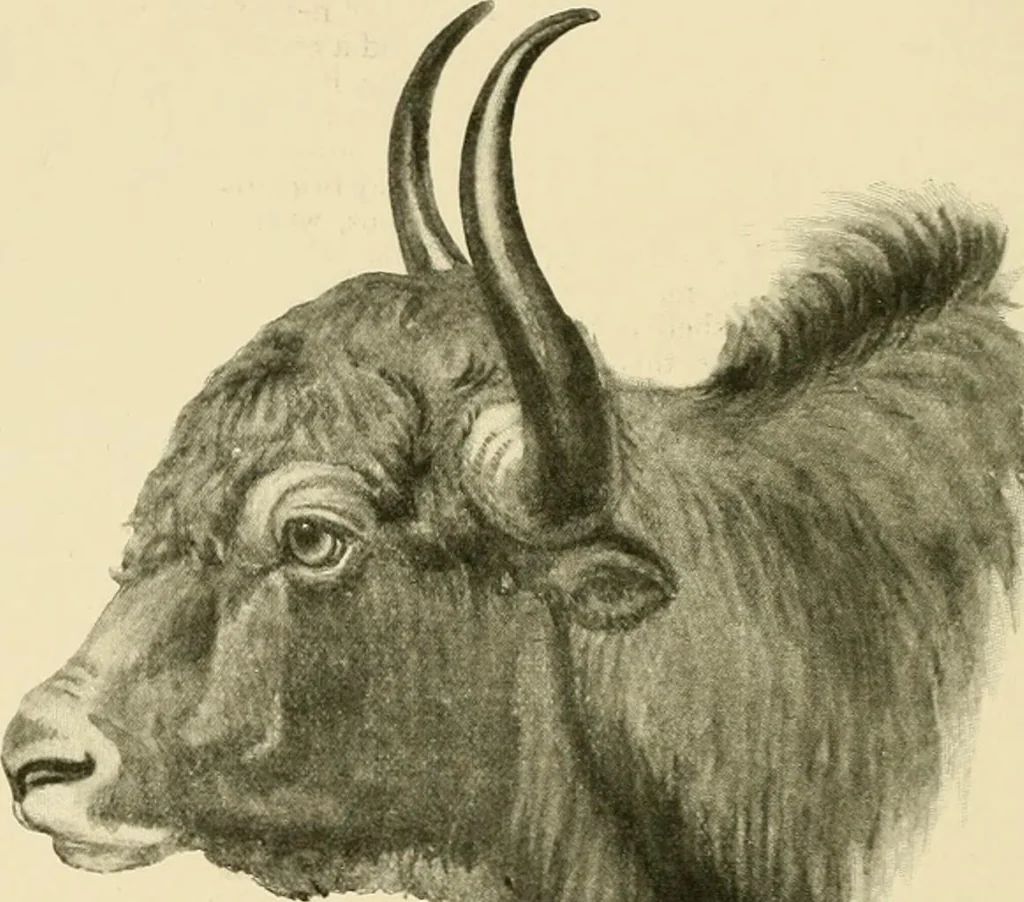 An illustration from The encyclopaedia of sport, 1897, leaf 136