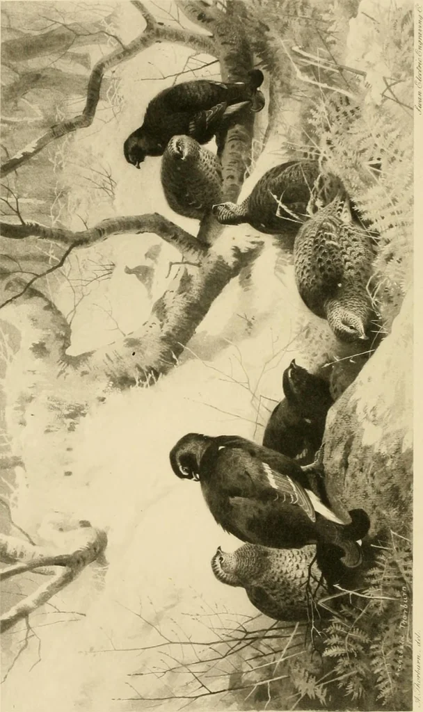 An illustration from The encyclopaedia of sport, 1897, leaf 142