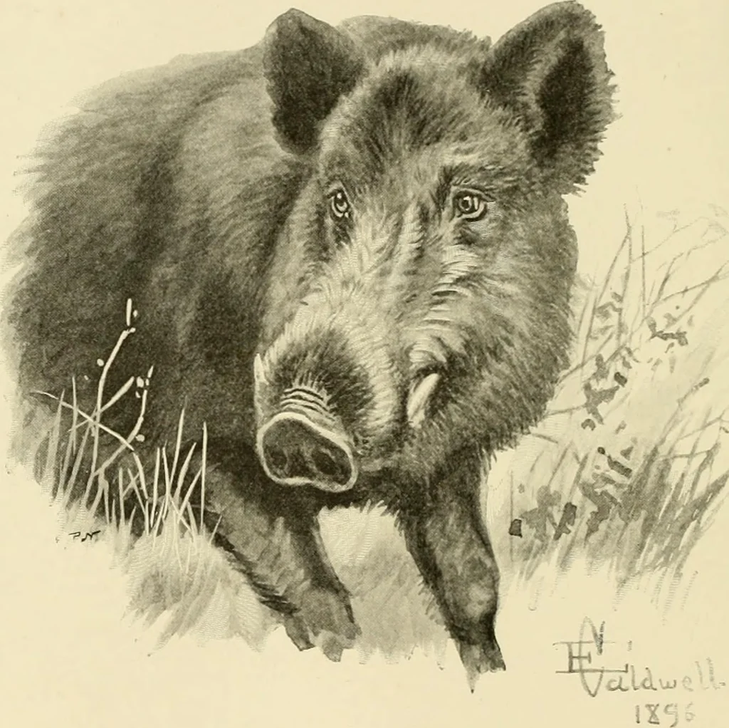 An illustration from The encyclopaedia of sport, 1897, leaf 146