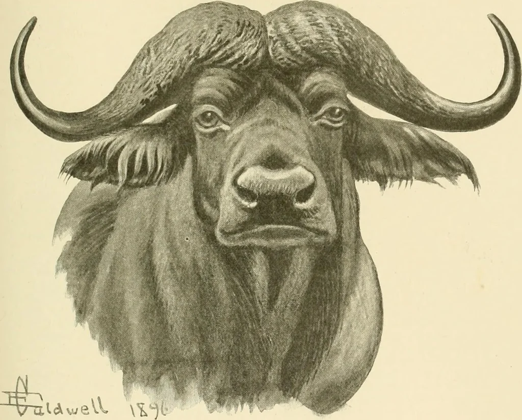 An illustration from The encyclopaedia of sport, 1897, leaf 171
