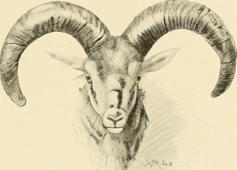An illustration from The encyclopaedia of sport, 1897, leaf 183