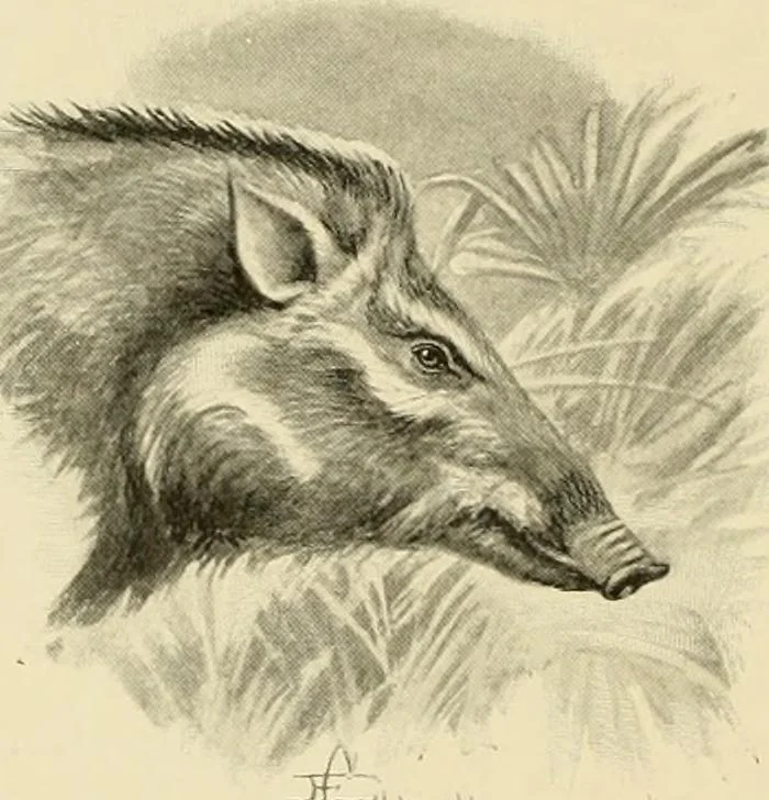 An illustration from The encyclopaedia of sport, 1897, leaf 184