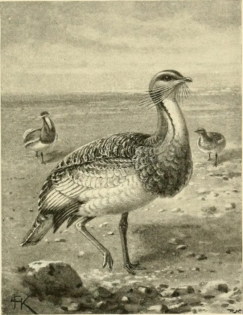 An illustration from The encyclopaedia of sport, 1897, leaf 185