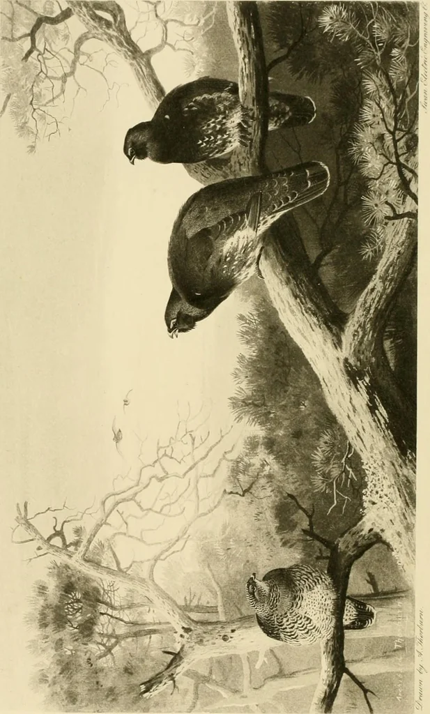 An illustration from The encyclopaedia of sport, 1897, leaf 206