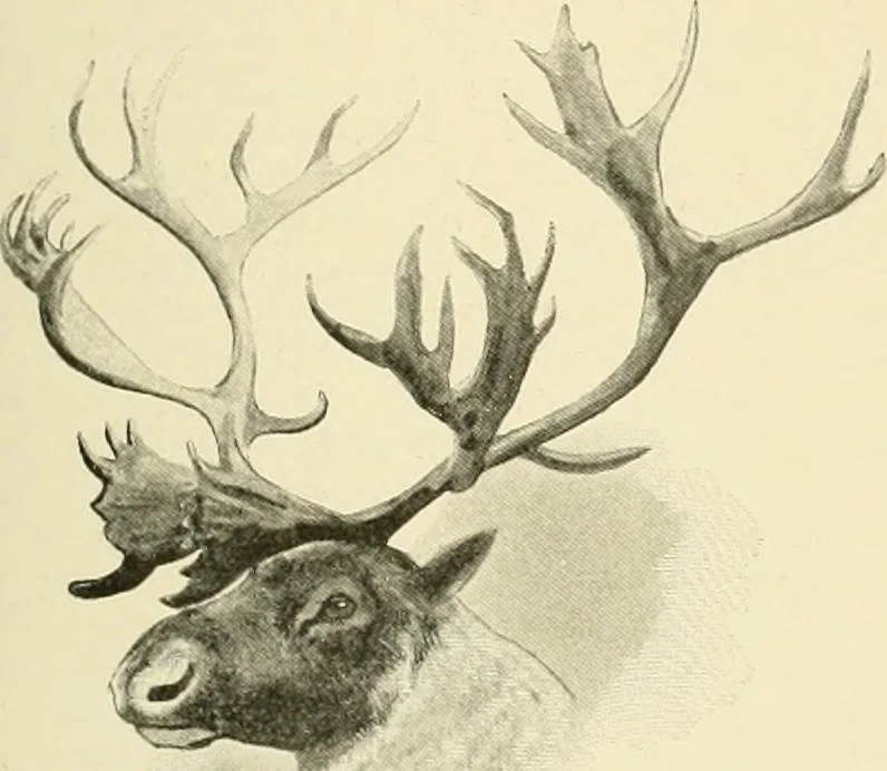 An illustration from The encyclopaedia of sport, 1897, leaf 209