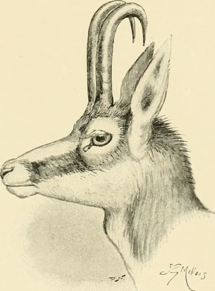 An illustration from The encyclopaedia of sport, 1897, leaf 211