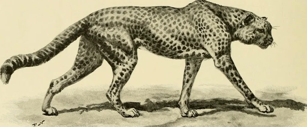 An illustration from The encyclopaedia of sport, 1897, leaf 216