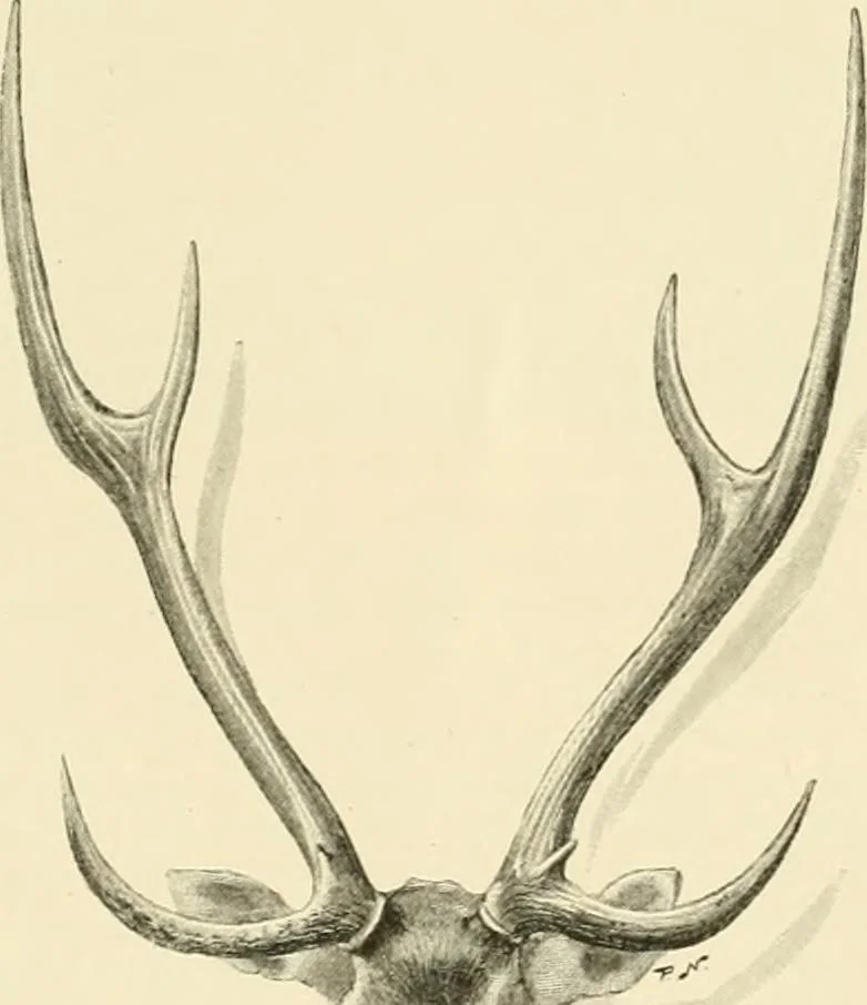 An illustration from The encyclopaedia of sport, 1897, leaf 217