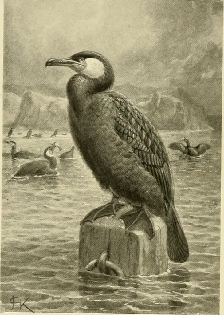 An illustration from The encyclopaedia of sport, 1897, leaf 226