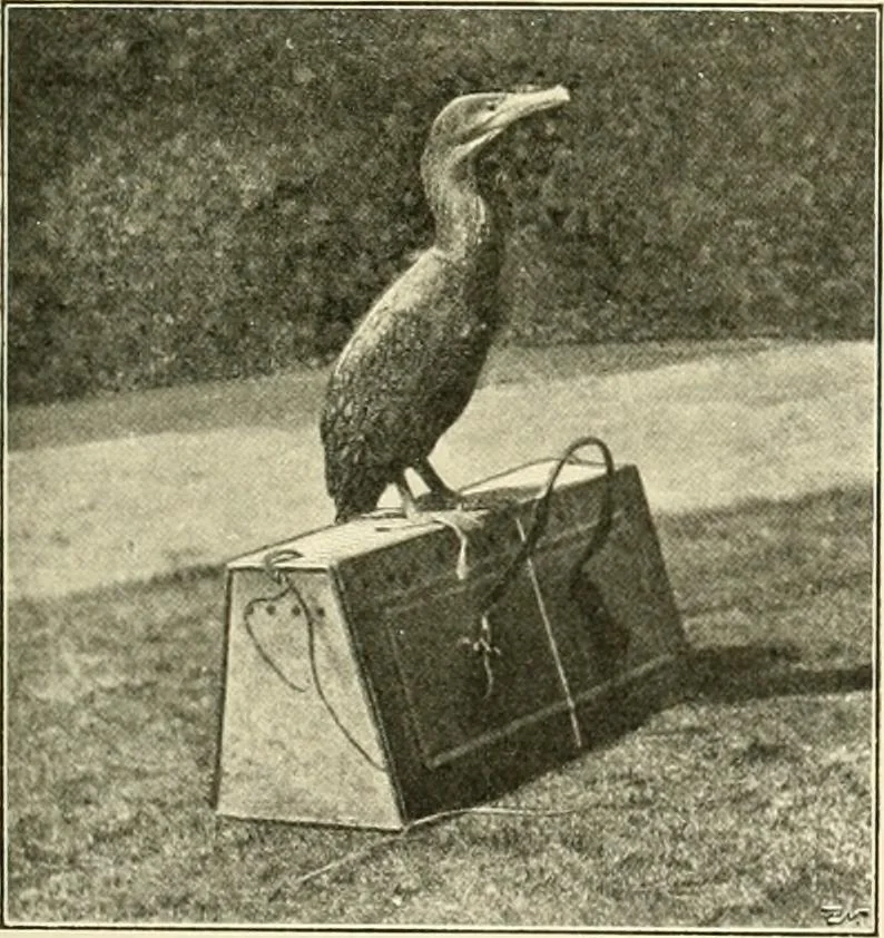 An illustration from The encyclopaedia of sport, 1897, leaf 227