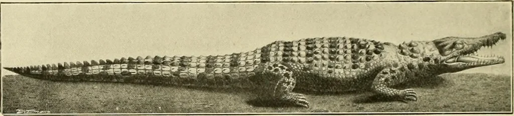 An illustration from The encyclopaedia of sport, 1897, leaf 280