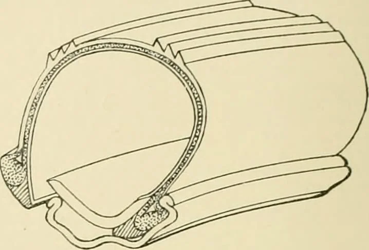An illustration from The encyclopaedia of sport, 1897, leaf 316