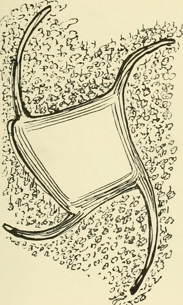 An illustration from The encyclopaedia of sport, 1897, leaf 329