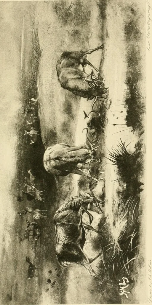 An illustration from The encyclopaedia of sport, 1897, leaf 337