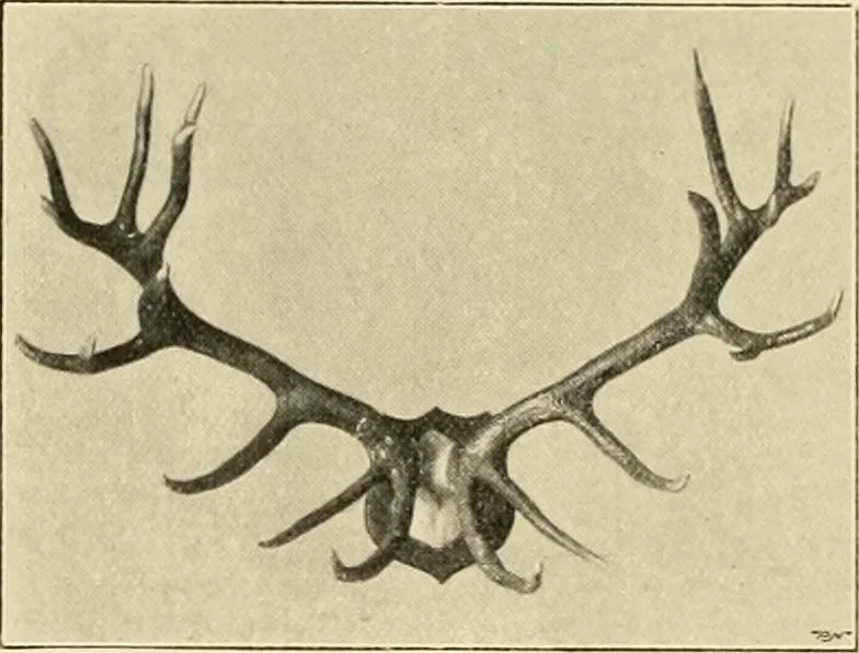 An illustration from The encyclopaedia of sport, 1897, leaf 342