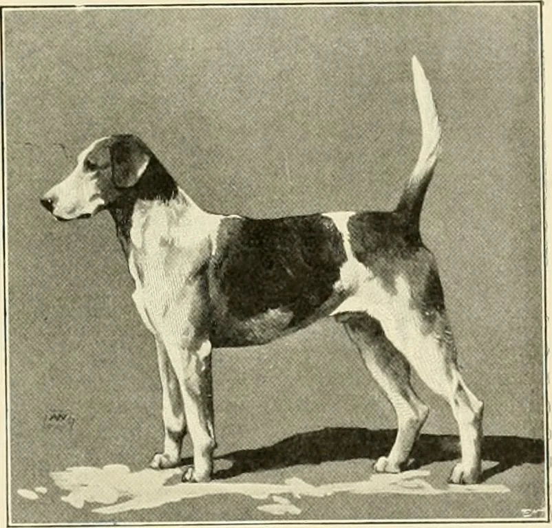 An illustration from The encyclopaedia of sport, 1897, leaf 351