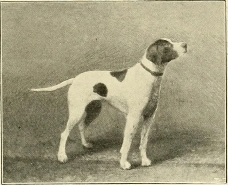 An illustration from The encyclopaedia of sport, 1897, leaf 353