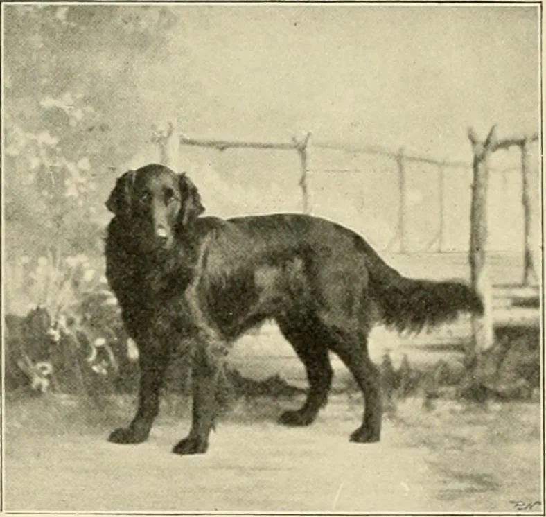 An illustration from The encyclopaedia of sport, 1897, leaf 354