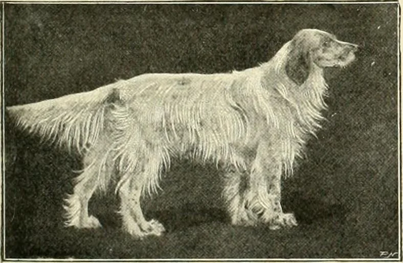 An illustration from The encyclopaedia of sport, 1897, leaf 355