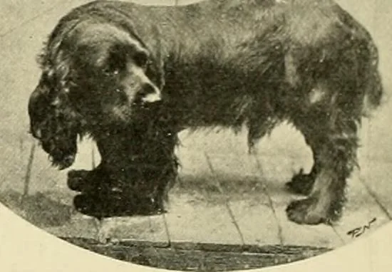 An illustration from The encyclopaedia of sport, 1897, leaf 356