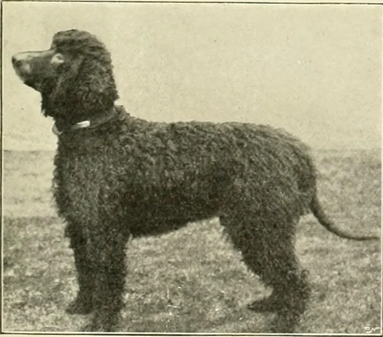 An illustration from The encyclopaedia of sport, 1897, leaf 357