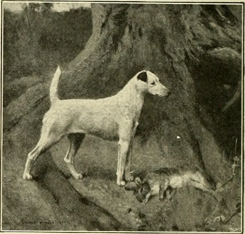 An illustration from The encyclopaedia of sport, 1897, leaf 358