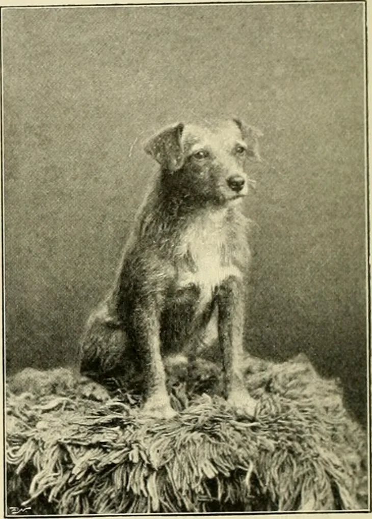 An illustration from The encyclopaedia of sport, 1897, leaf 360