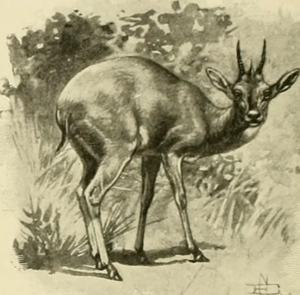 An illustration from The encyclopaedia of sport, 1897, leaf 382