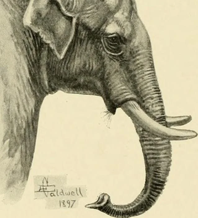 An illustration from The encyclopaedia of sport, 1897, leaf 392