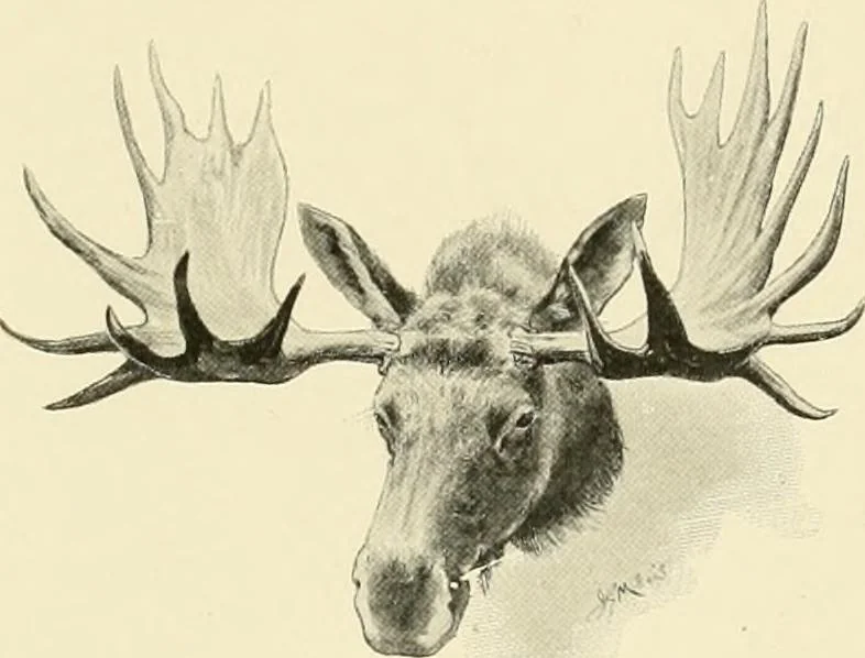 An illustration from The encyclopaedia of sport, 1897, leaf 397
