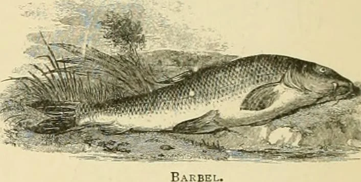 An illustration from The encyclopaedia of sport, 1897, leaf 40