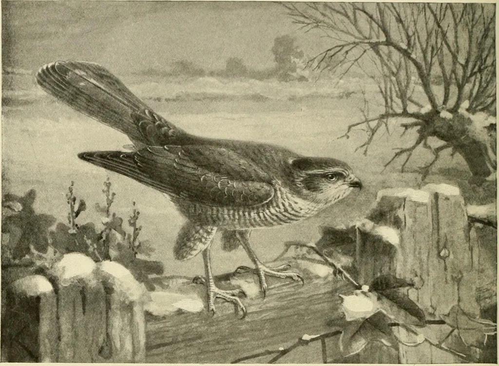 An illustration from The encyclopaedia of sport, 1897, leaf 400