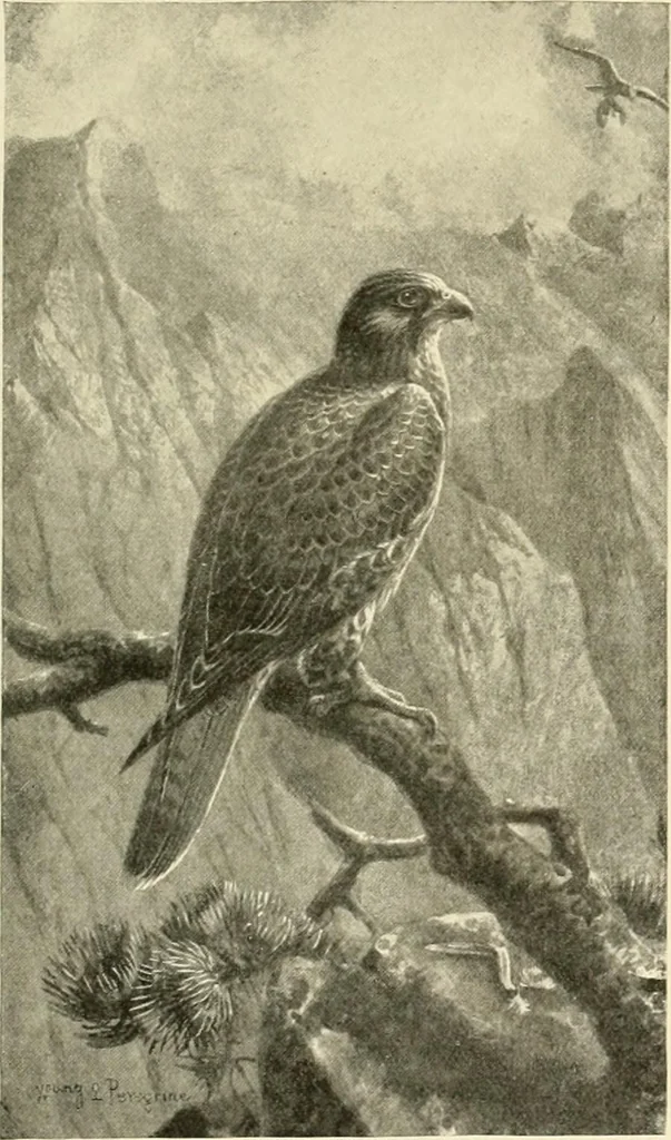An illustration from The encyclopaedia of sport, 1897, leaf 401