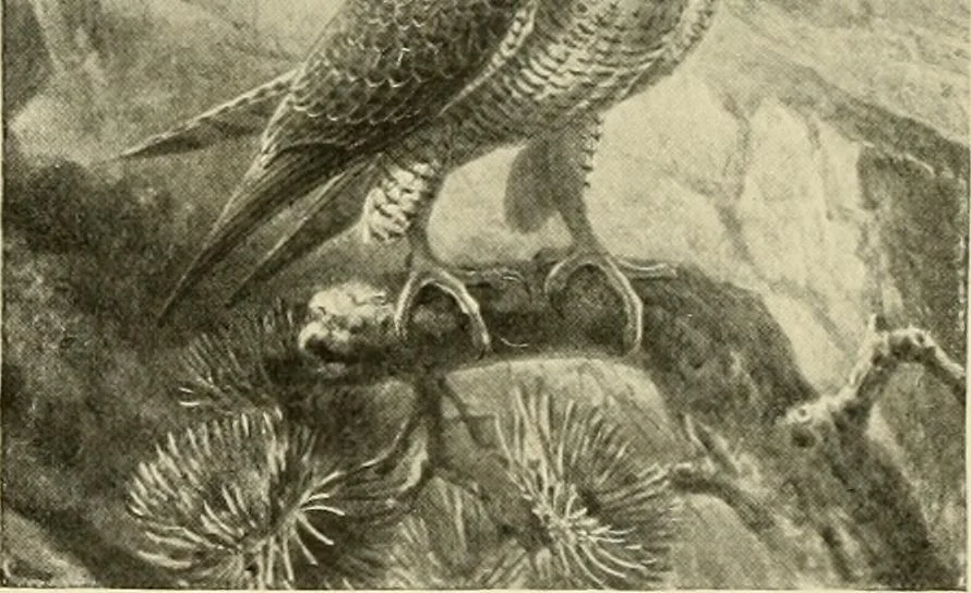 An illustration from The encyclopaedia of sport, 1897, leaf 404