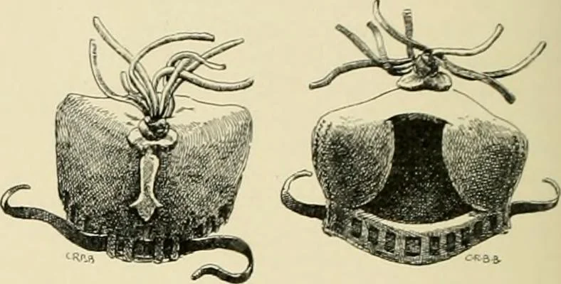 An illustration from The encyclopaedia of sport, 1897, leaf 406