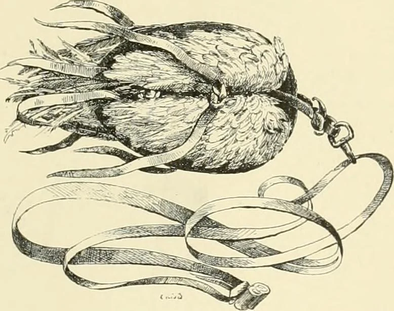 An illustration from The encyclopaedia of sport, 1897, leaf 409