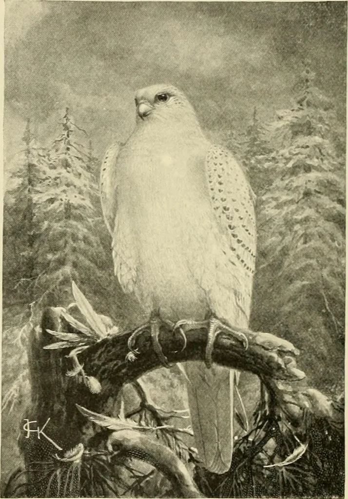 An illustration from The encyclopaedia of sport, 1897, leaf 410