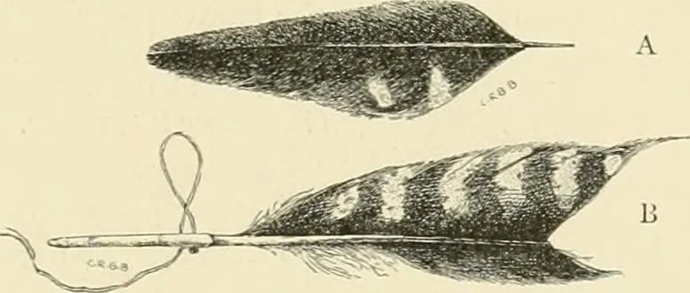 An illustration from The encyclopaedia of sport, 1897, leaf 411