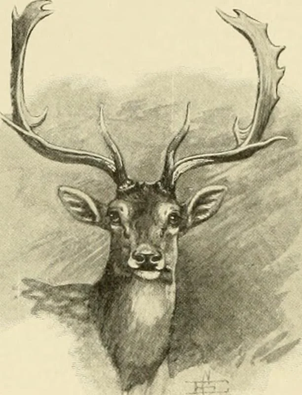 An illustration from The encyclopaedia of sport, 1897, leaf 414