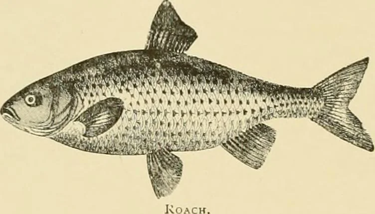 An illustration from The encyclopaedia of sport, 1897, leaf 42