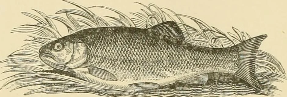 An illustration from The encyclopaedia of sport, 1897, leaf 44