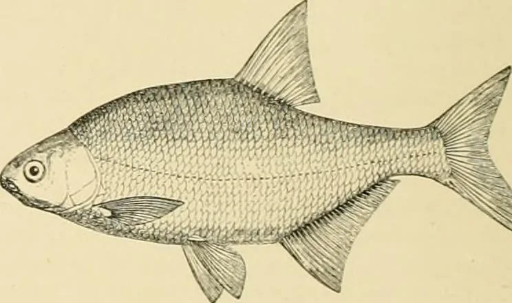 An illustration from The encyclopaedia of sport, 1897, leaf 44