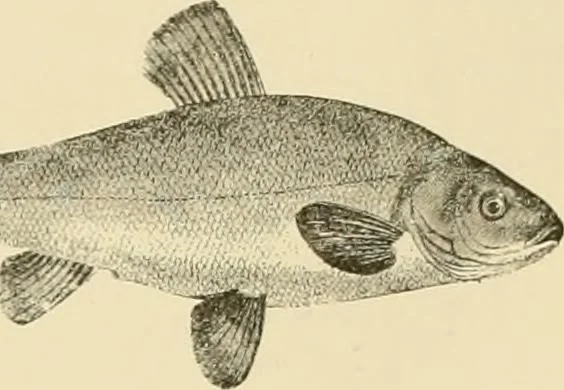 An illustration from The encyclopaedia of sport, 1897, leaf 46