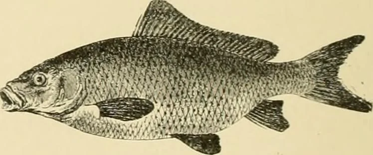 An illustration from The encyclopaedia of sport, 1897, leaf 46