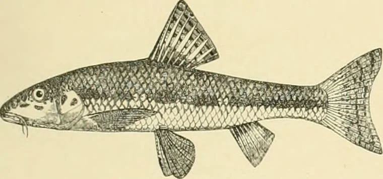 An illustration from The encyclopaedia of sport, 1897, leaf 47